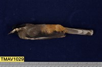 藏品(白耳畫眉)的圖片